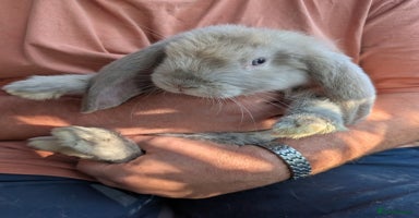 French Lop rabbits - Advert 2