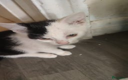 British Shorthair cats for sale: 3 kittens for sale! £50 - Image 2