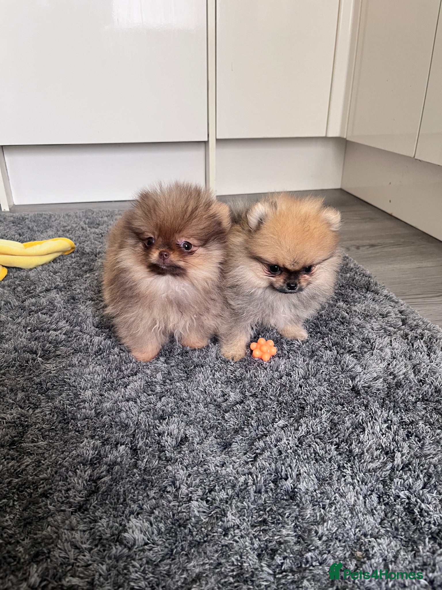 Pomeranian dogs Top Quality🔥Very Tiny🐻 - Advert 1
