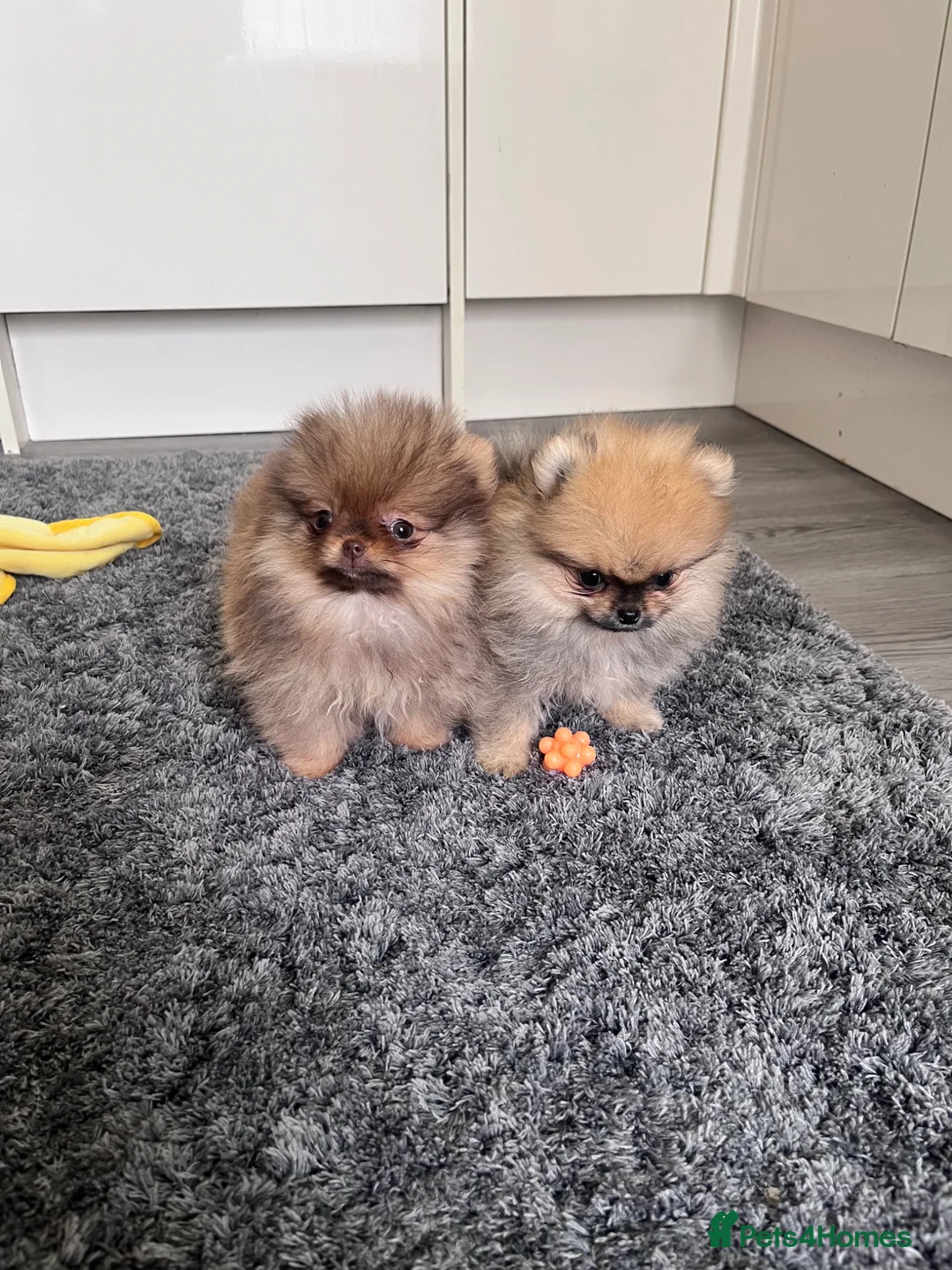 Pomeranian dogs for sale: Top Quality🔥Very Tiny🐻 - Advert 1