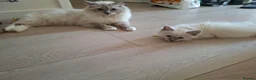 Ragdoll cats for sale: Male Ragdoll kittens  - Advert 4