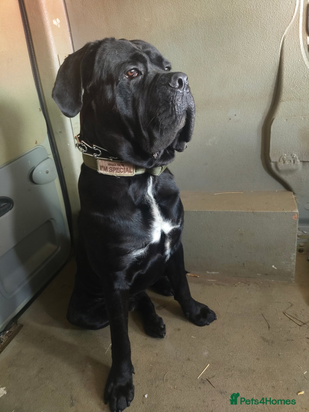 Cane Corso dogs for sale: 2 year old cane corso male  - Image 4