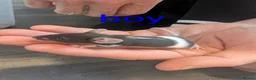 Mouse rodents for sale: Baby fancy mice - Advert 5