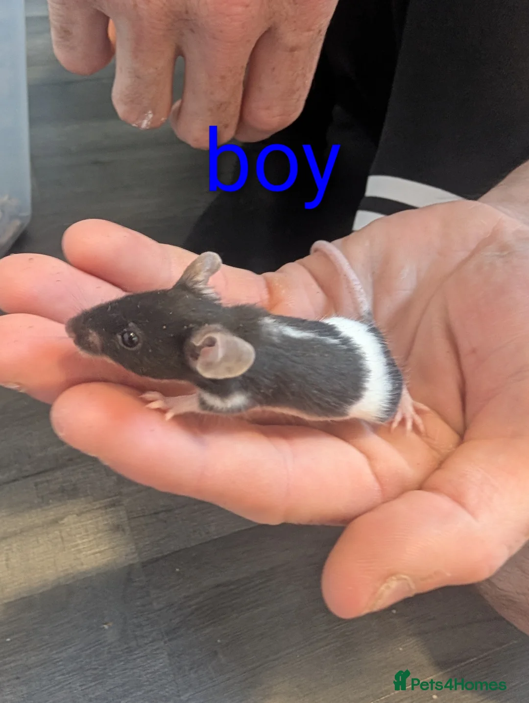 Mouse rodents for sale: Baby fancy mice - Advert 5