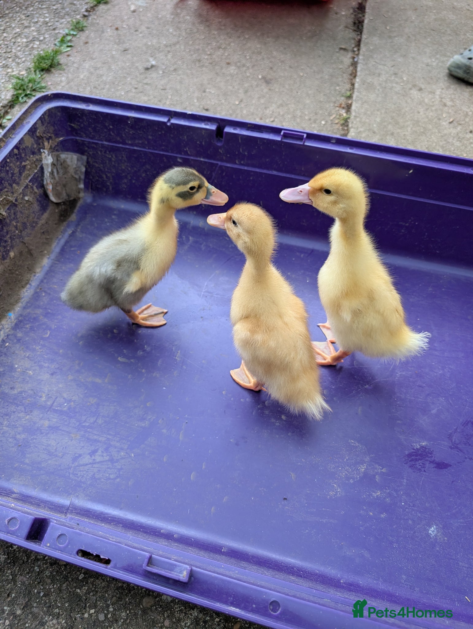 Ducks poultry Magpie ducklings  - Advert 3