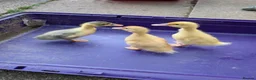 Ducks poultry for sale: Magpie ducklings  - Advert 1