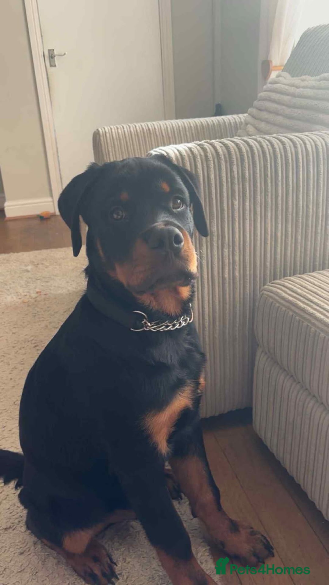 Rottweiler dogs for sale: Male Rottweiler Puppy 6 Months Old - Advert 2