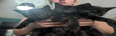 Mixed Breed 4