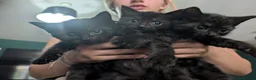 Mixed Breed cats for sale: Beautiful half Maine Coon Kittens available - Advert 6