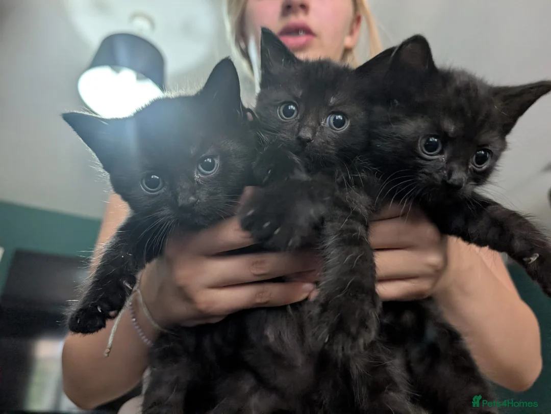 Mixed Breed cats for sale: Beautiful half Maine Coon Kittens available - Advert 6