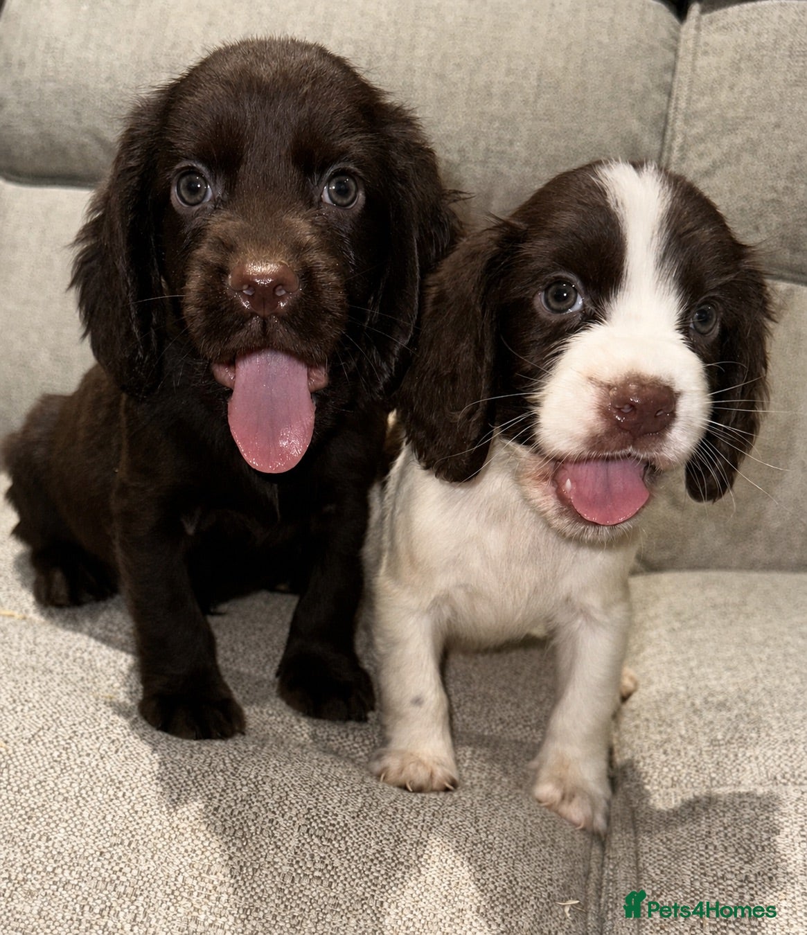 Cocker Spaniel dogs Cocker Spaniel Puppies 2 boys left - Advert 3
