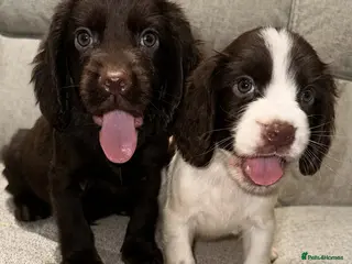 Cocker Spaniel dogs Cocker Spaniel Puppies 2 boys left - Advert 3