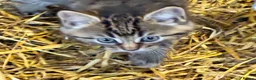 Mixed Breed cats for sale: 3 female kittens looking for loving home  in Preston - Advert 4