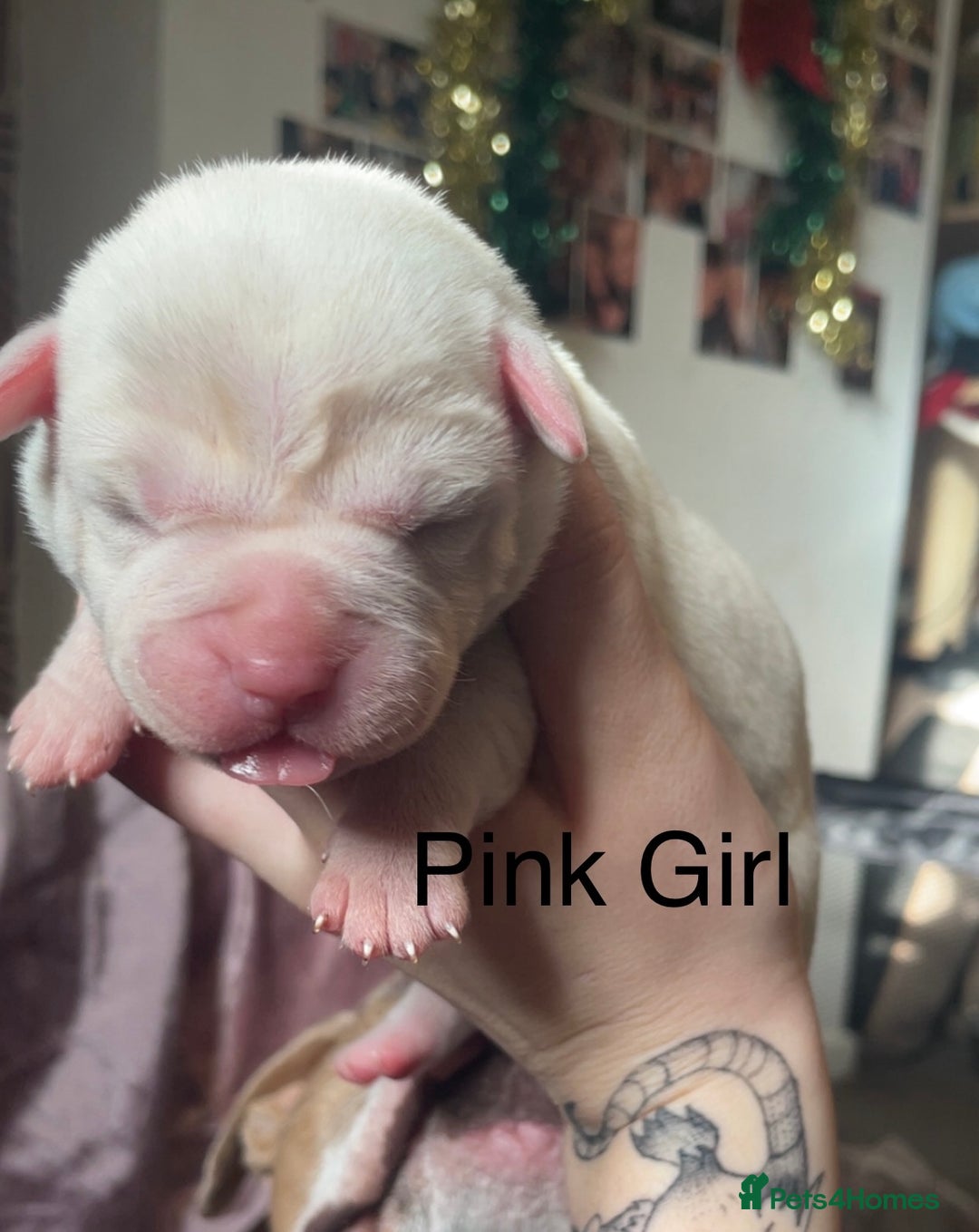 Mixed Breed dogs for sale: American Bulldog x Staffordshire Terrier puppies - Advert 16