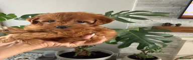 Toffee