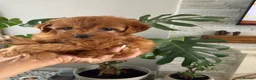 Toy Poodle dogs for sale: The cutest Toy poodle puppies - Advert 26