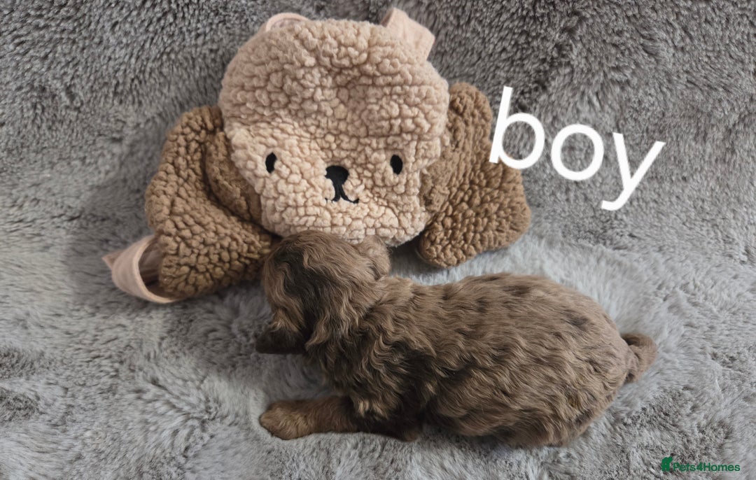 Toy Poodle dogs for sale: Gorgeous littler of x ** mall toy poodles  - Advert 5