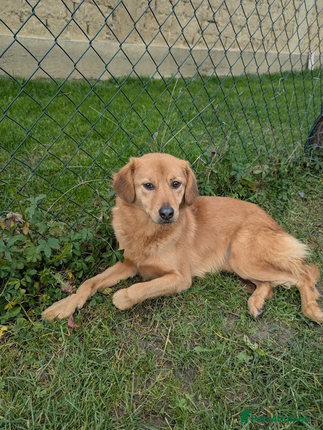 Mixed Breed dogs for adoption: Jess for adoption in Uxbridge - Advert 2