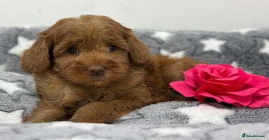 Australian Labradoodle dogs - Advert 9