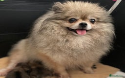 Pomeranian dogs for sale: Pomeranian retired female  - Image 4