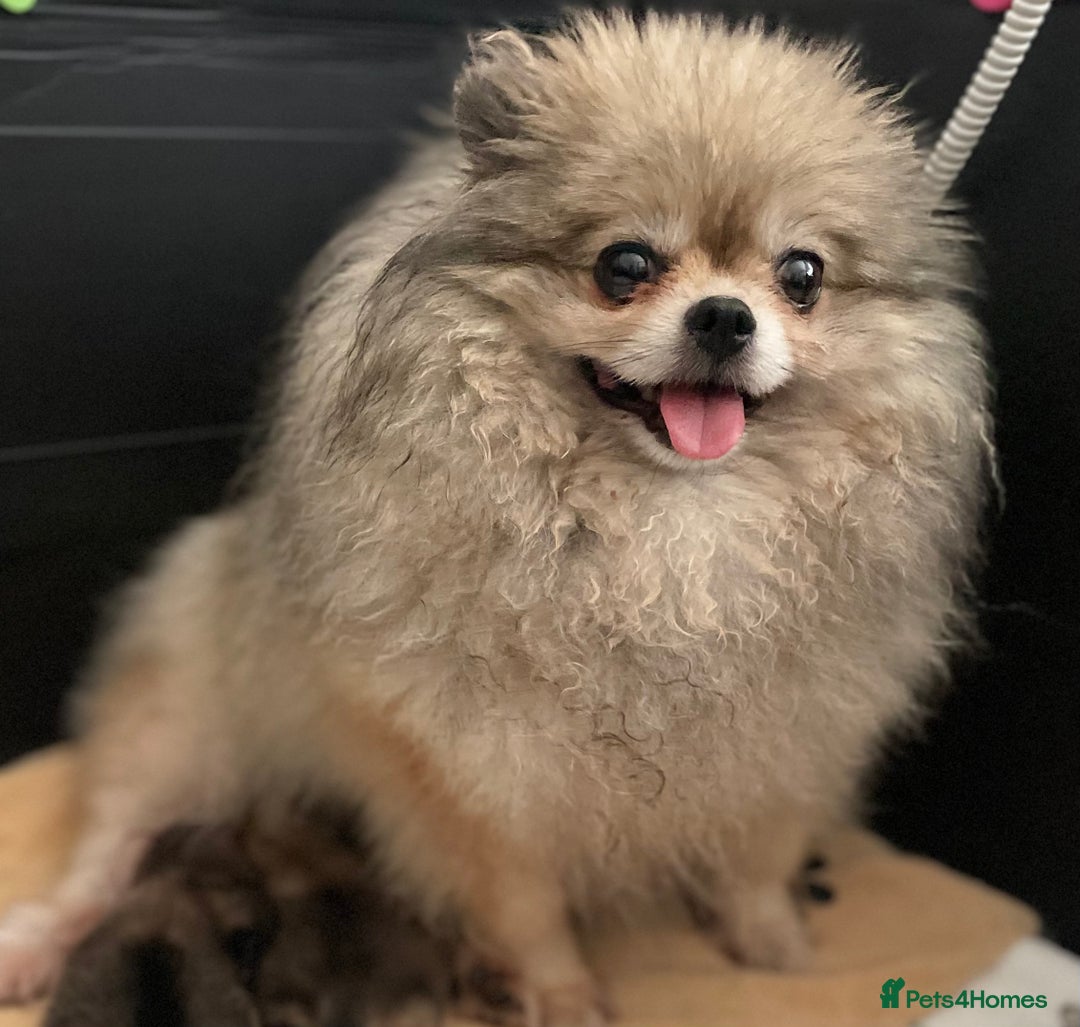 Pomeranian dogs for sale: Pomeranian retired female  - Image 4