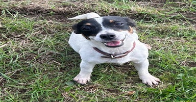 Jack Russell dogs - Advert 3