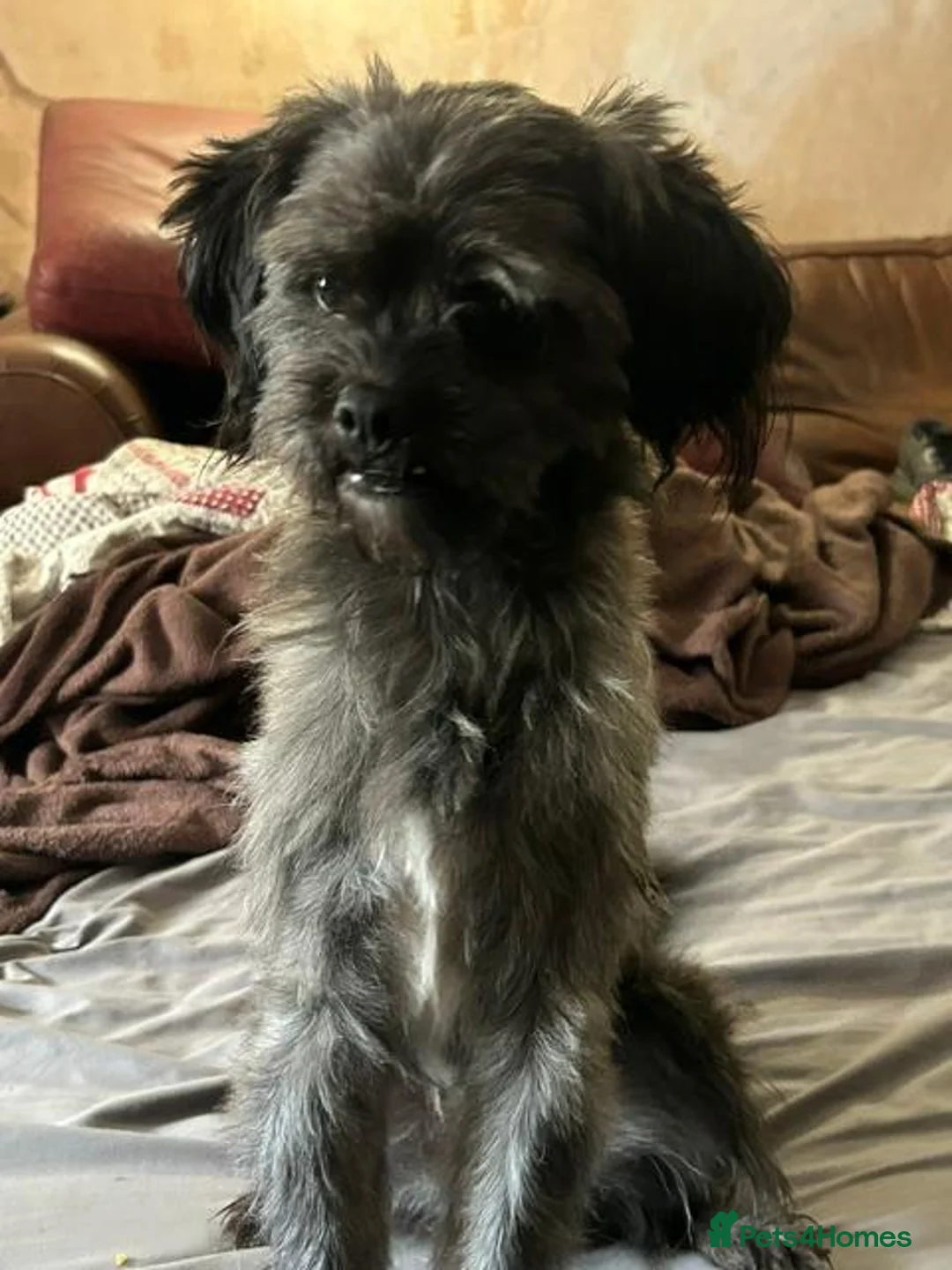 Mixed Breed dogs for sale: Chihuahua x Shih Tzu Boys—£350 Each Separate Homes - Advert 13