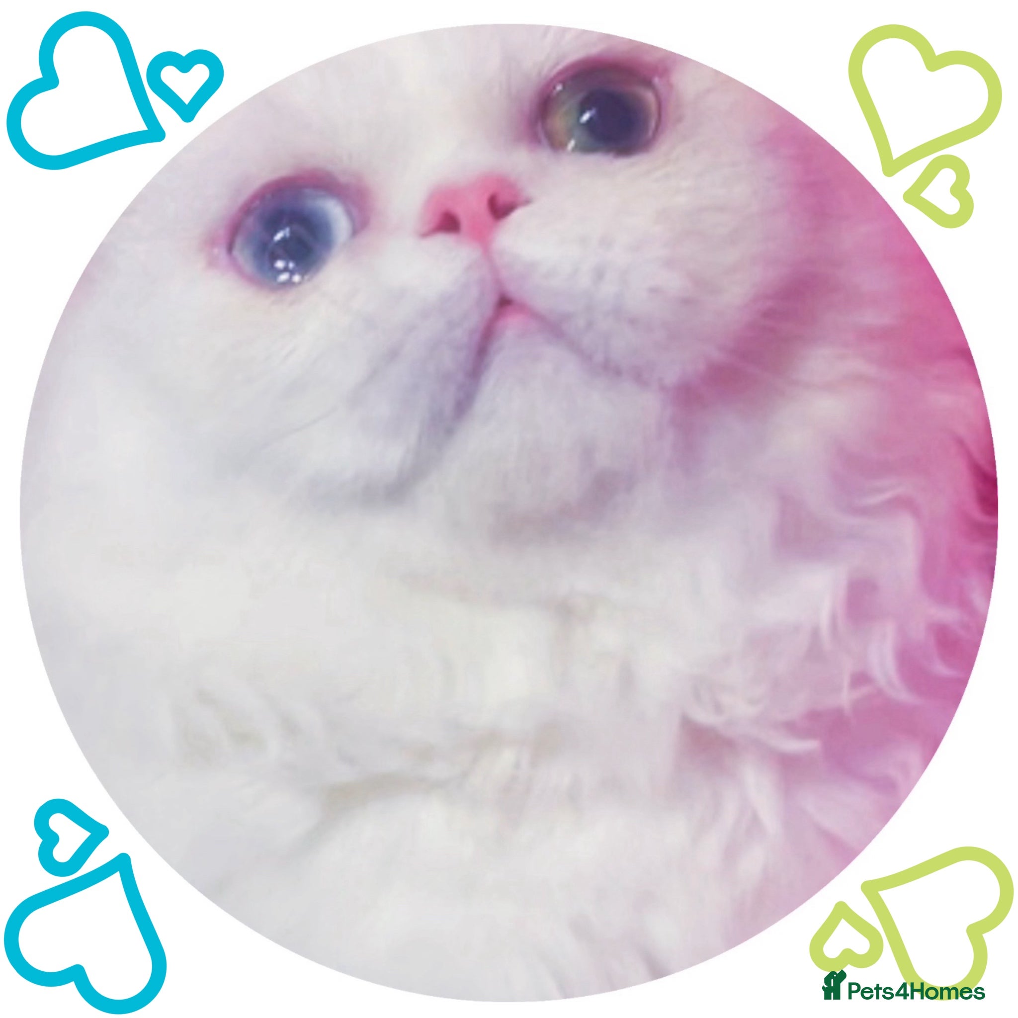 Napoleon cats White blue & Odd eyes Minuet Persian Munchkins  - Advert 1