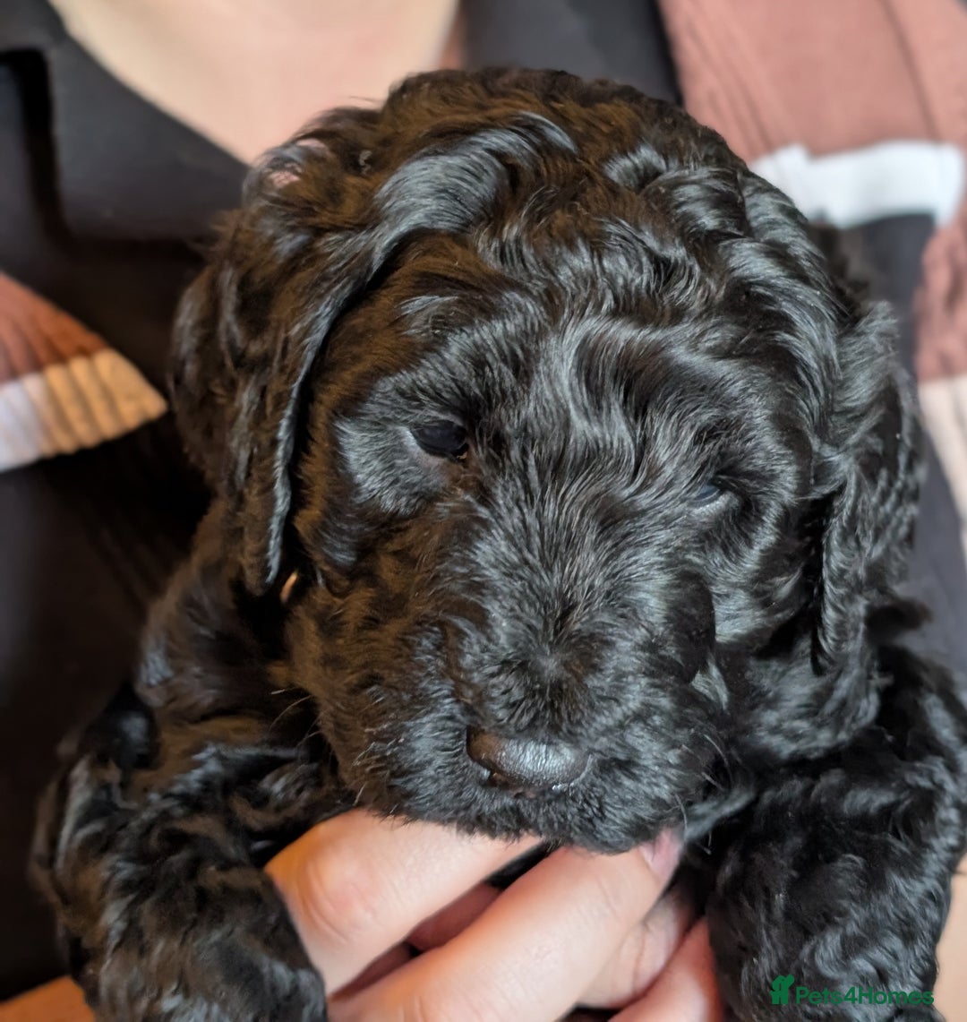Goldendoodle dogs for sale: Golden doodle puppies for sale  - Image 1