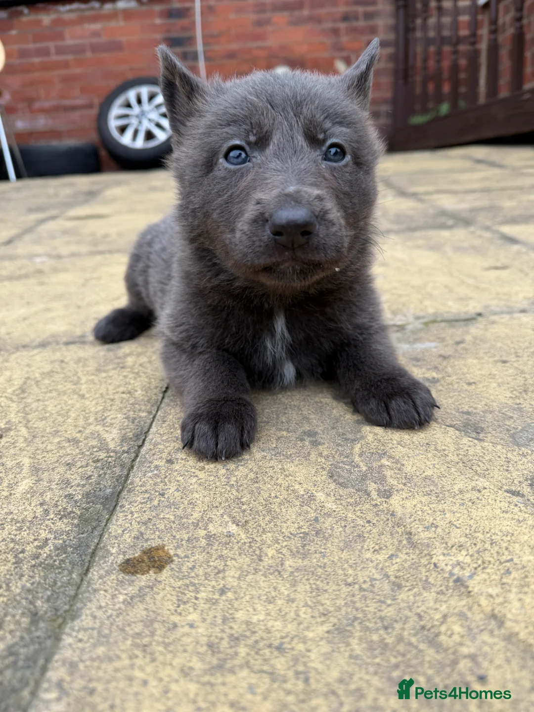 German Shepherd dogs for sale: German Shepherd Puppies for Sale.Multiple colours in Leeds - Advert 2