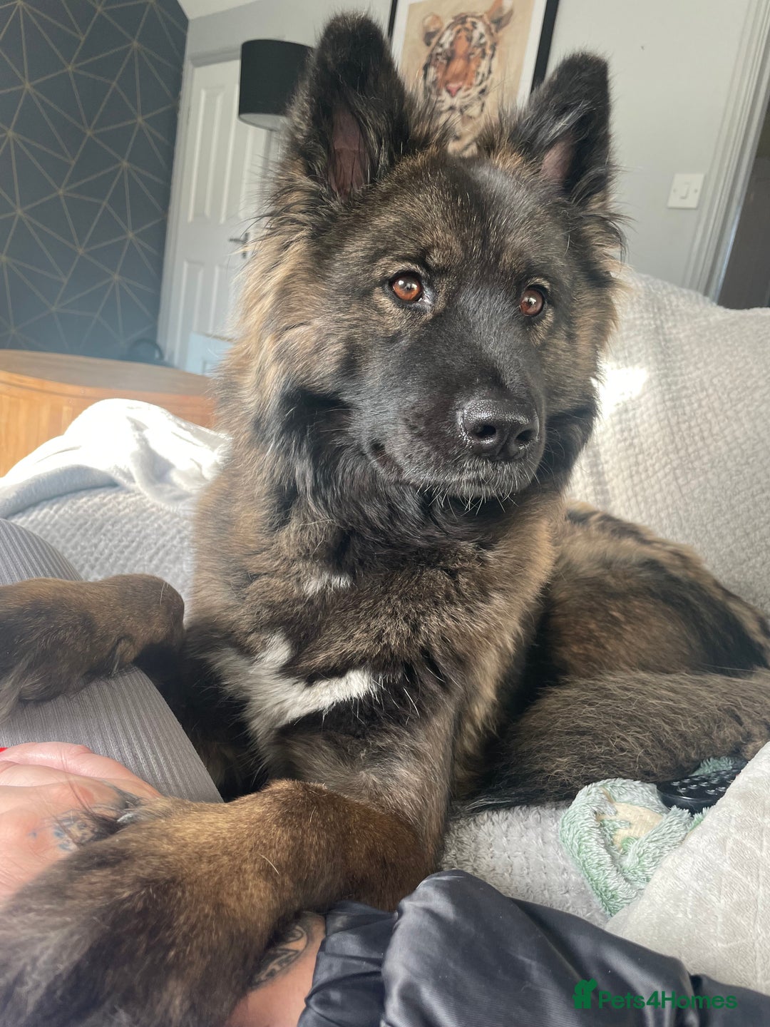 Mixed Breed dogs for sale: Female Akita for sale! - Image 2