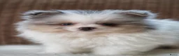 Pomeranian dogs for sale: Two adorable merle boys  - Advert 6