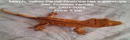 Gecko reptiles for sale: Various Crested Geckos, mixed morphs for sale  - Advert 2