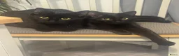 Mixed Breed cats for sale: 2 Black Cats Looking for Their Forever Home - Advert 1
