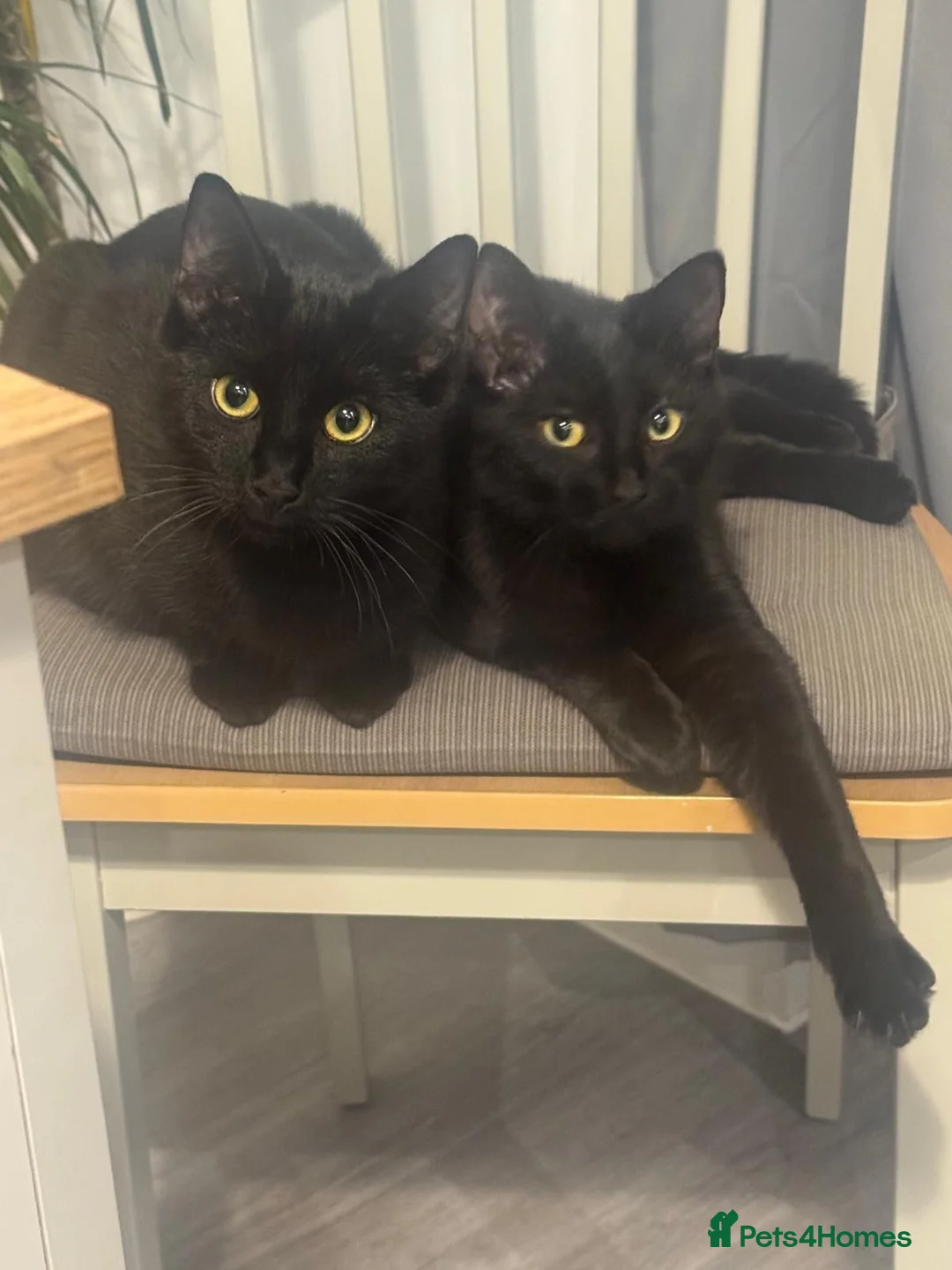 Mixed Breed cats for sale: 2 Black Cats Looking for Their Forever Home - Advert 1
