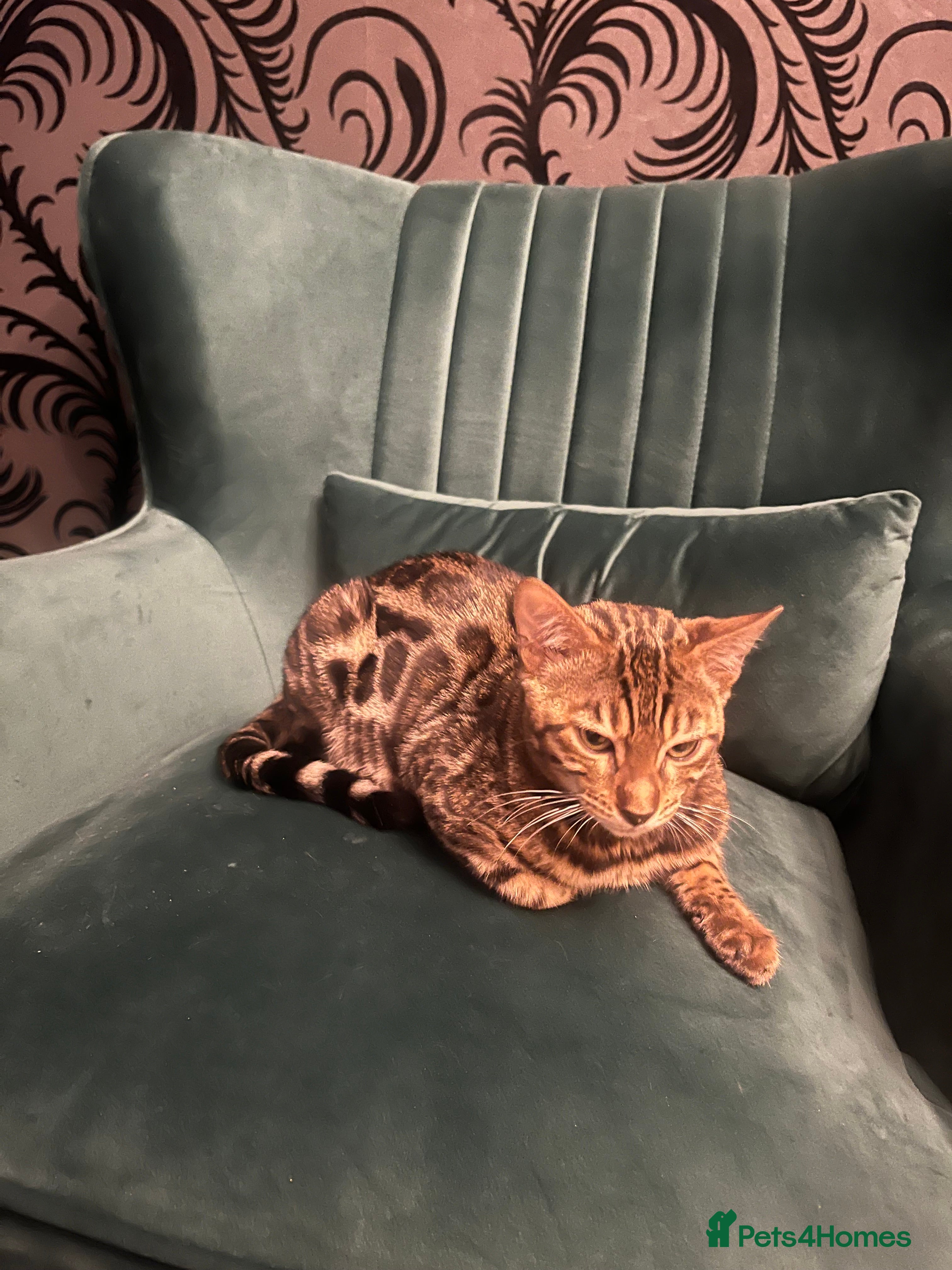 Bengal cats Bengal cat - Advert 7