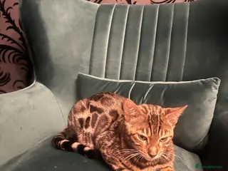 Bengal cats Bengal cat - Advert 7