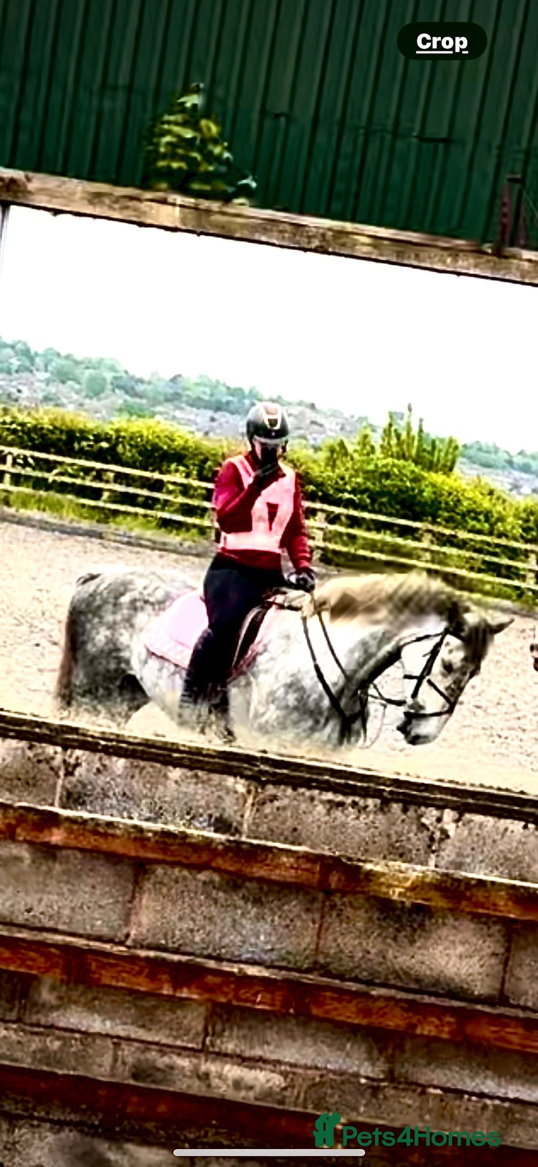 Irish Draught horses for sale: 16.3hh all round mare for sale  - Advert 2