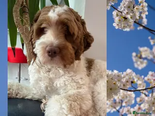 Australian Labradoodle dogs Percy needs a home! - Advert 7