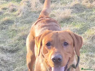 Labrador Retriever dogs Fully Health Tested Red Fox Lab Stud - Advert 13