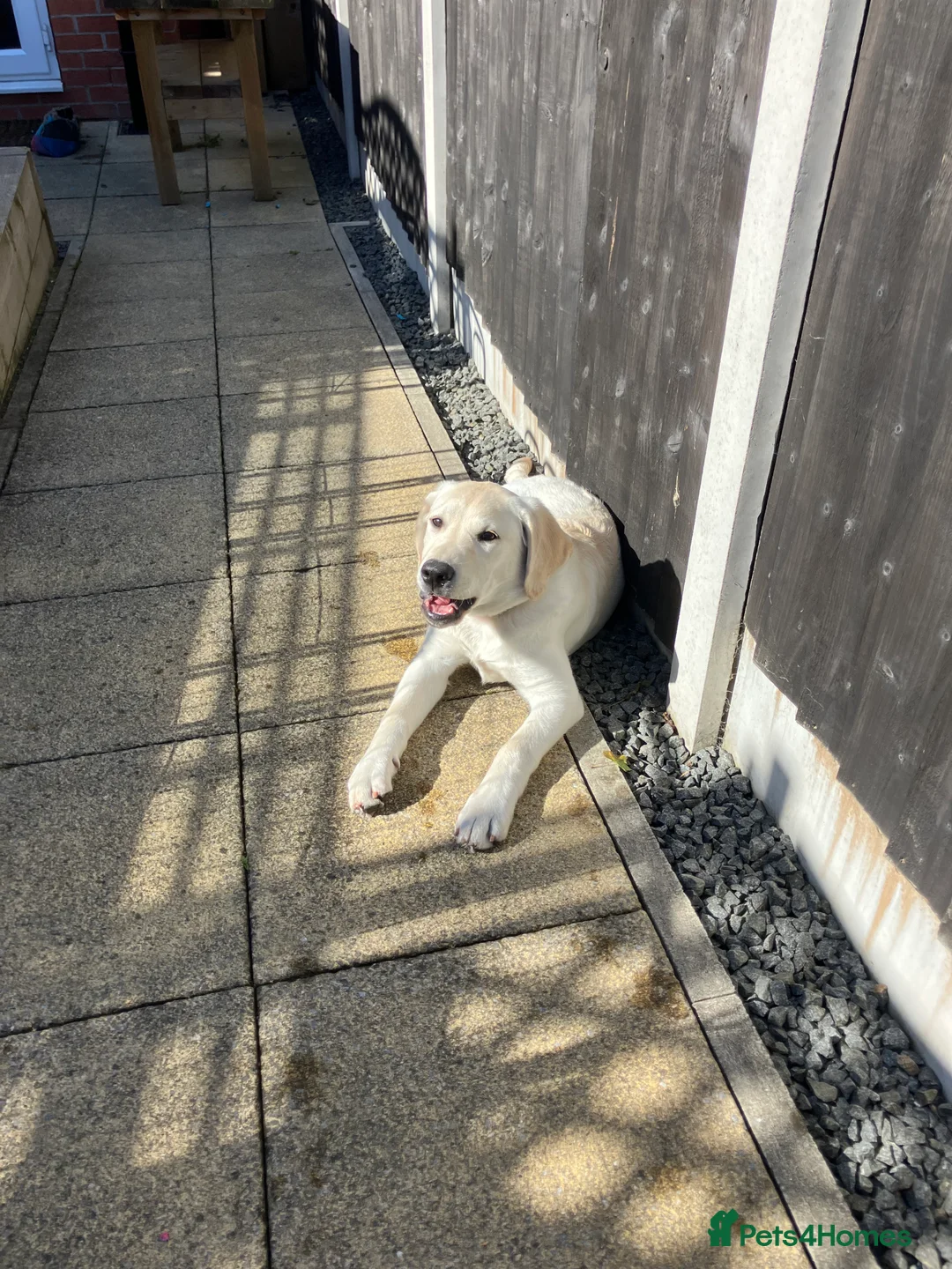 Labrador Retriever dogs for sale: Welcome Anjola, 9-month old Labrador, to your home - Advert 23