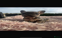 French Bulldog dogs for sale: Beautiful French bulldog puppies  - Image 6