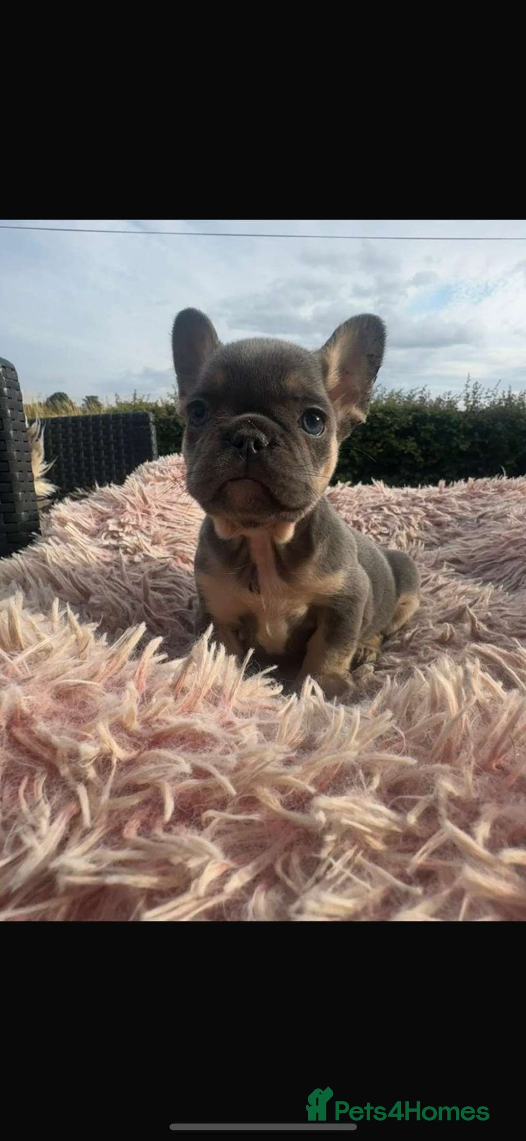 French Bulldog dogs for sale: Beautiful French bulldog puppies  - Image 6
