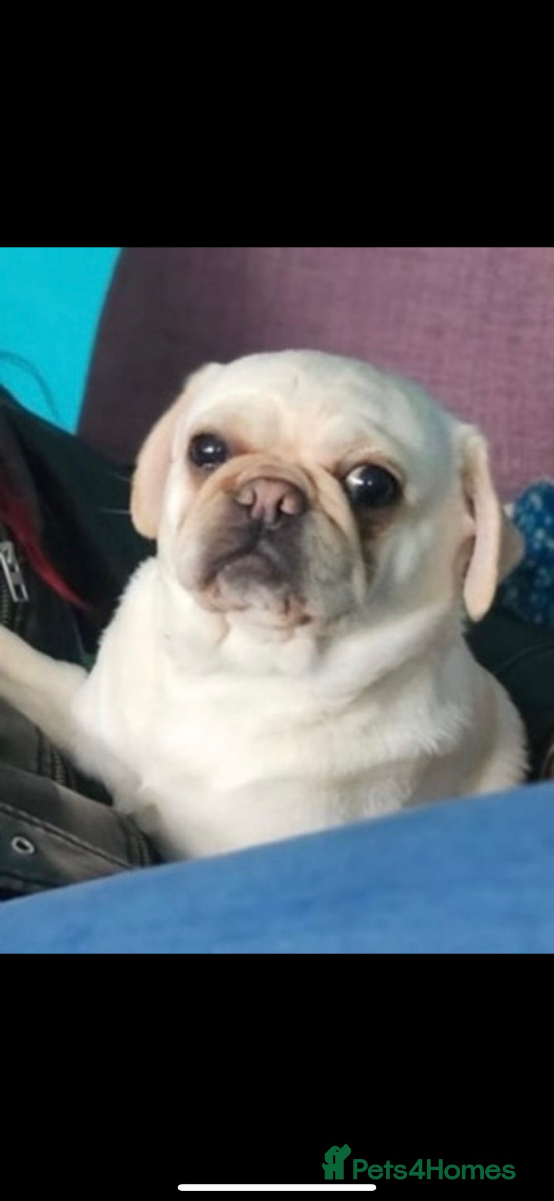 Pug dogs for sale: 3 year old pug  - Advert 3