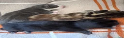 Mixed Breed cats for sale: 🐾 3 mixed breed beautiful kittens 🐾 in Cullompton - Advert 2