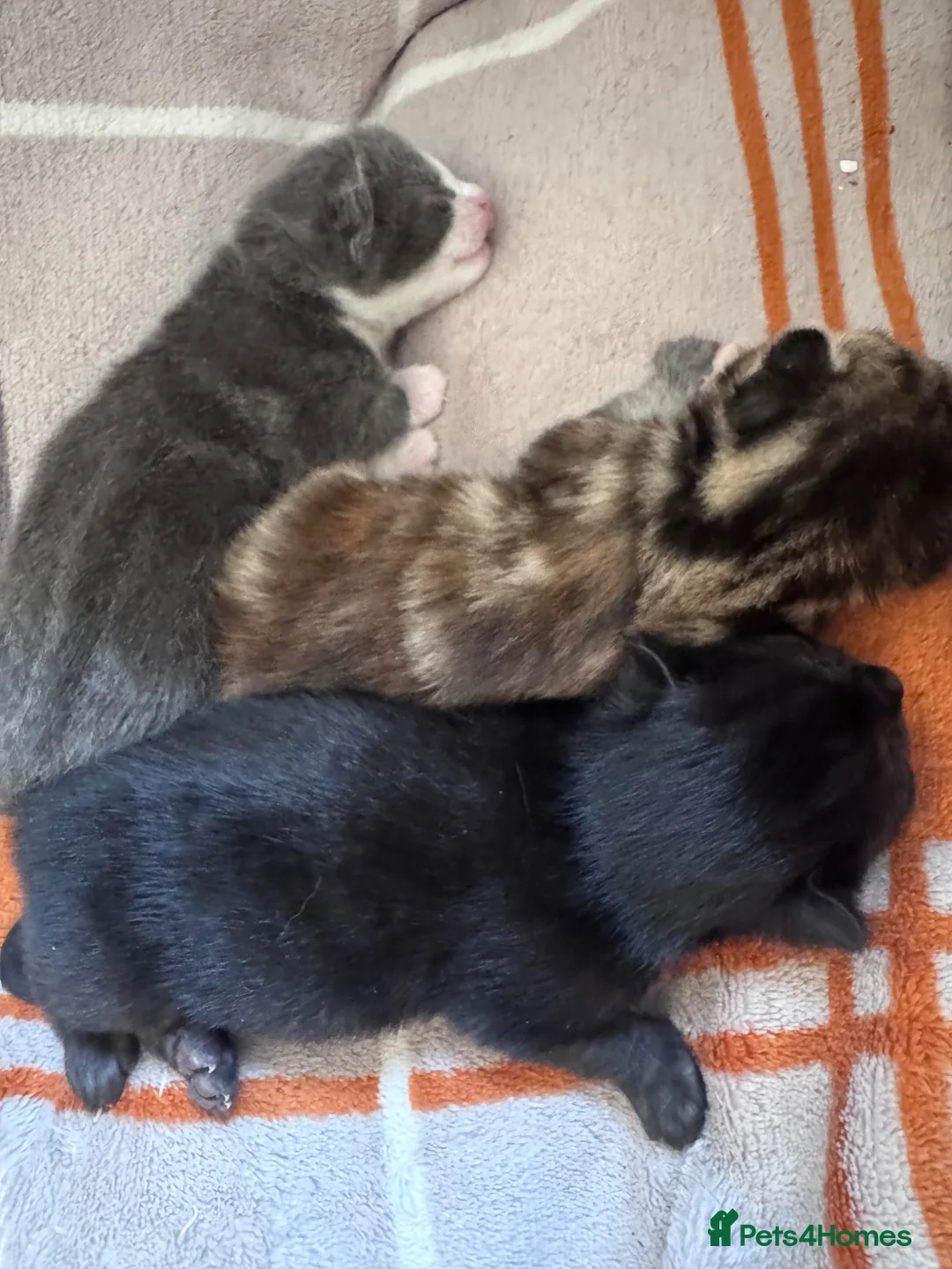 Mixed Breed cats for sale: 🐾 3 mixed breed beautiful kittens 🐾 in Cullompton - Advert 2