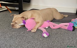 American Bulldog dogs for sale: Female pocket Bully - Image 3