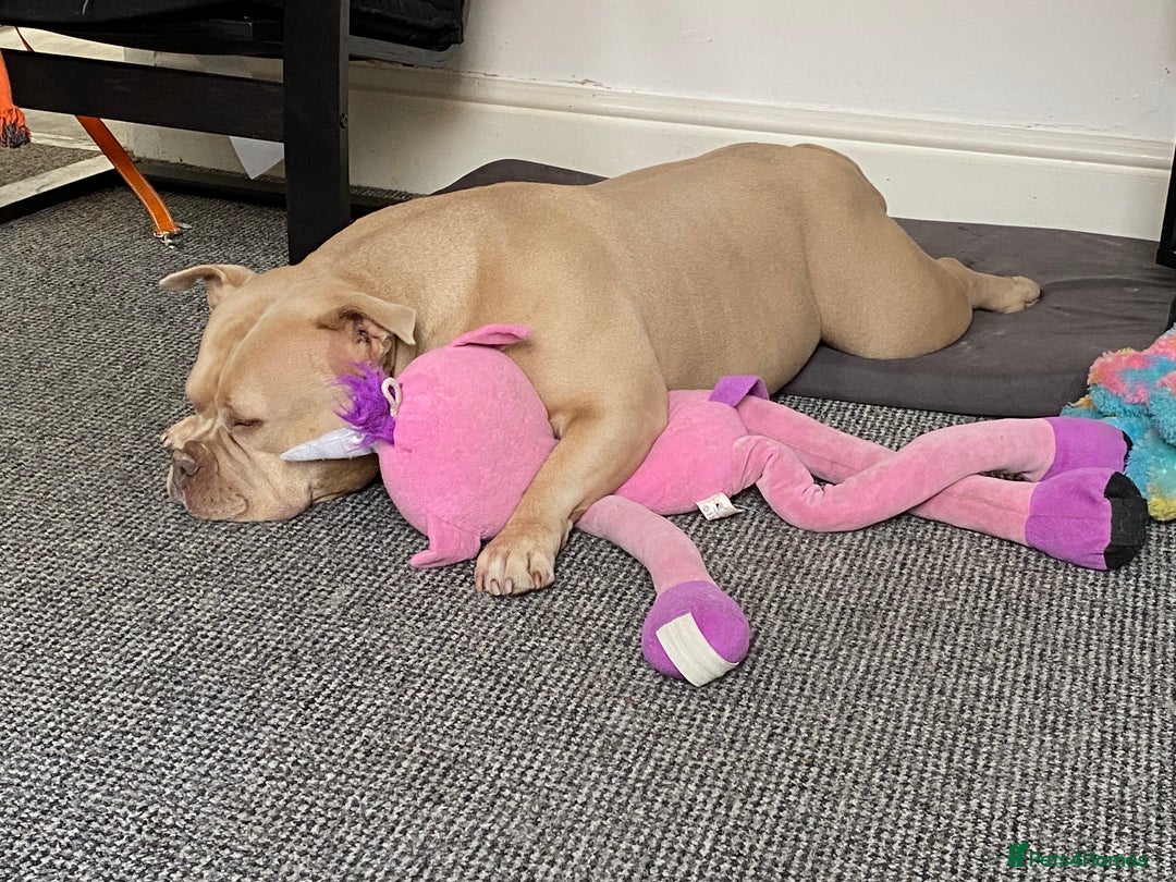 American Bulldog dogs for sale: Female pocket Bully - Image 3