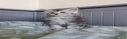 Maine Coon cats for sale: Pure Maine coons kittens ❤️❤️  - Advert 2