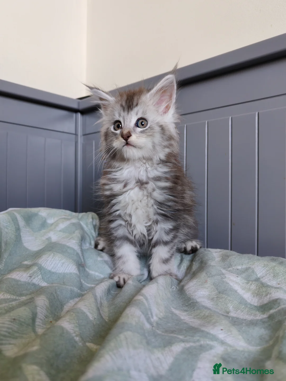 Maine Coon cats for sale: Pure Maine coons kittens ❤️❤️  - Advert 2